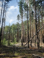 Pinus sylvestris