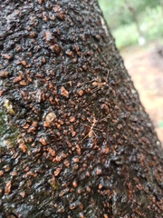 Oecophylla smaragdina