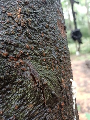 Oecophylla smaragdina