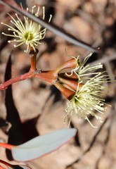 Eucalyptus hebetifolia