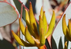Eucalyptus hebetifolia
