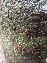 Oecophylla smaragdina
