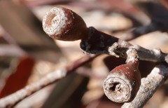 Eucalyptus hebetifolia