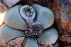 Argyroderma crateriforme