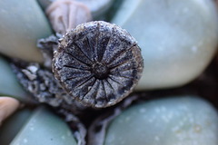 Argyroderma crateriforme