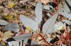 Eucalyptus hebetifolia