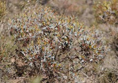 Eucalyptus hebetifolia