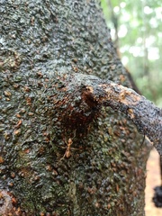 Oecophylla smaragdina