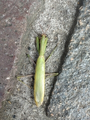 Mantis religiosa