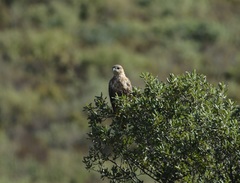 Buteo rufinus cirtensis