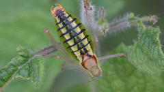 Poecilimon thessalicus