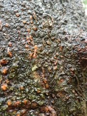 Oecophylla smaragdina