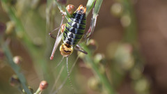 Poecilimon zimmeri
