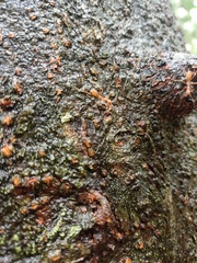Oecophylla smaragdina