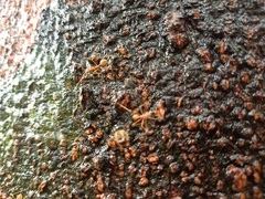 Oecophylla smaragdina