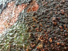 Oecophylla smaragdina