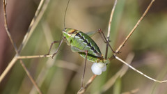 Poecilimon zimmeri