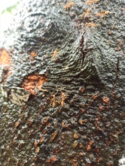 Oecophylla smaragdina