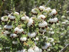 Erica cumuliflora