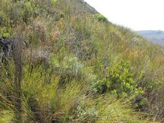 Erica cumuliflora