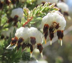 Erica cumuliflora