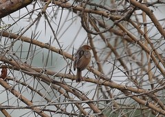 Cisticola carruthersi
