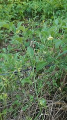 Physalis cinerascens spathulifolia