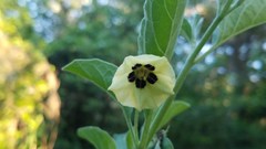 Physalis cinerascens spathulifolia
