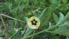 Physalis cinerascens spathulifolia