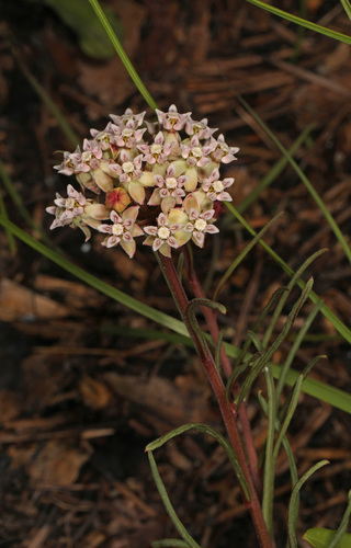 Asclepias michauxii image