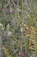 Odontites glutinosus