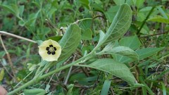 Physalis cinerascens spathulifolia