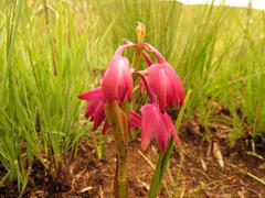 Eulophia aculeata huttonii