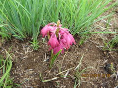Eulophia aculeata huttonii