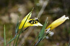 Gladiolus trichonemifolius