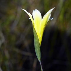 Gladiolus trichonemifolius