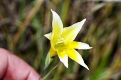 Gladiolus trichonemifolius