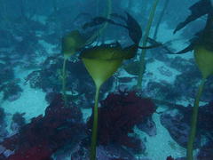 Laminaria pallida