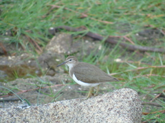 Actitis macularius