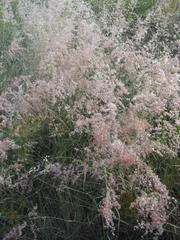 Melinis repens repens