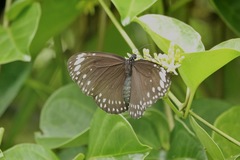 Euploea crameri