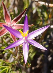Calectasia