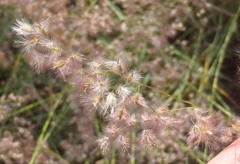 Melinis repens repens