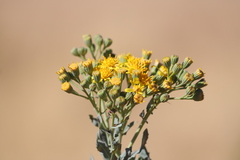 Senecio magnificus