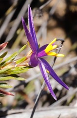 Calectasia