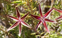 Calectasia