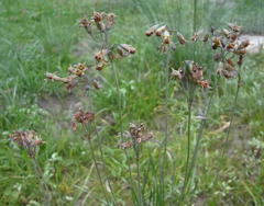 Tulbaghia acutiloba
