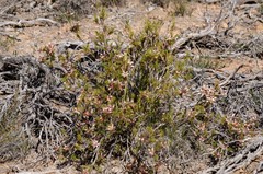 Calectasia