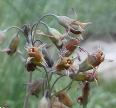 Tulbaghia acutiloba
