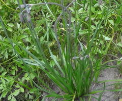 Tulbaghia acutiloba